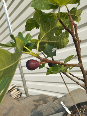 Frucht aus dem letzten Jahr 18.09.2024