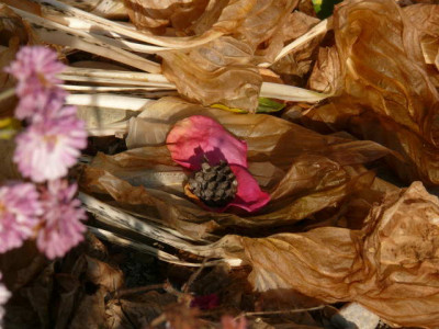 P1160501.jpg
