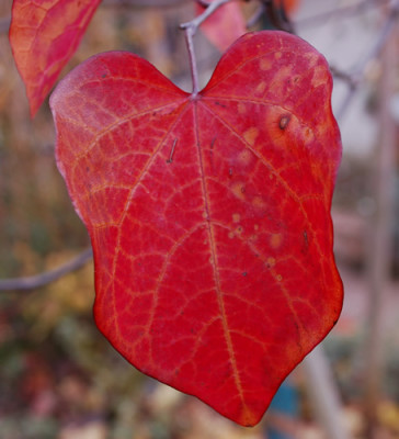 Blatt_0010__1412.jpg