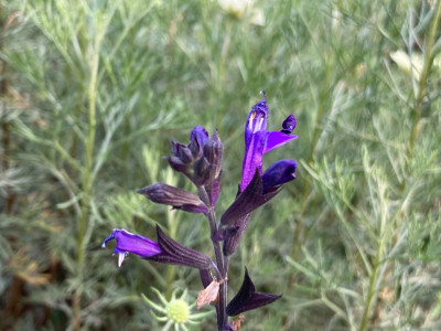 IMG_0729.jpeg
