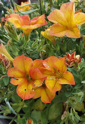 Petunia