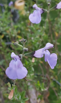 Salvia aquamarin