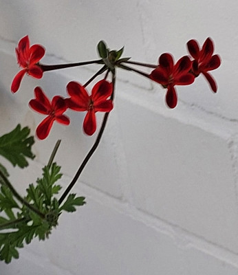 Pelargonie