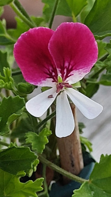 Pelargonie