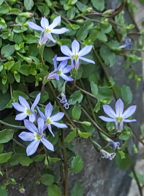 Isotoma