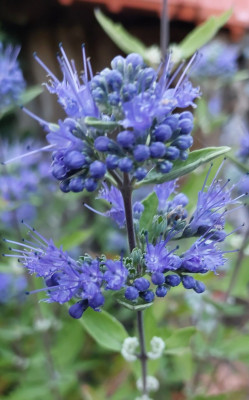 Caryopteris