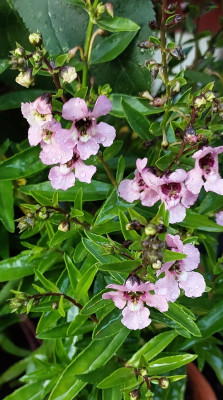 Angelonia