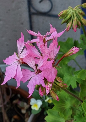 20250811_201103.jpg