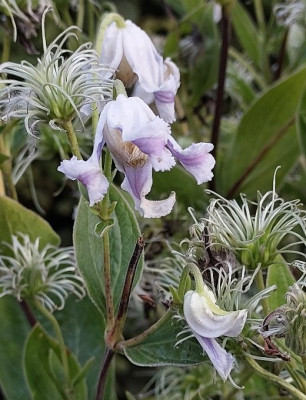 Staudenclematis