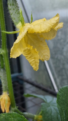 Gurkenblüte