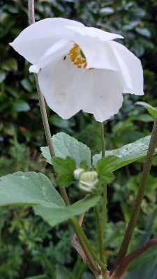 Herbstanemone