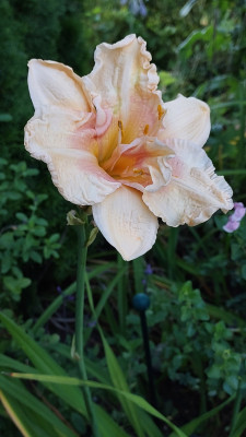 Hemerocallis Big Kiss
