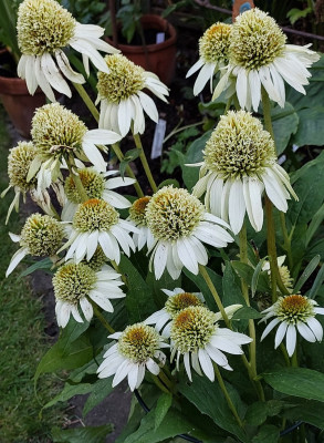 Echinacea
