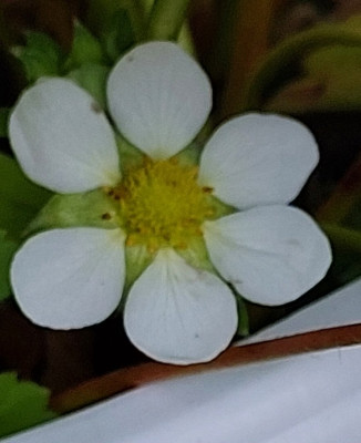 Erdbeere