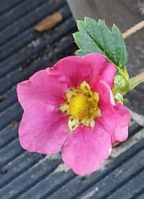 Erdbeere
