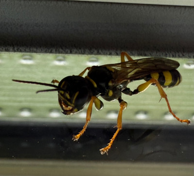 Mellinus arvensis