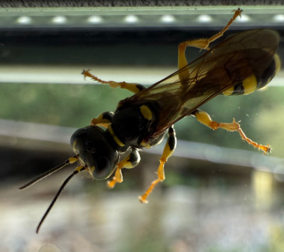 Mellinus arvensis