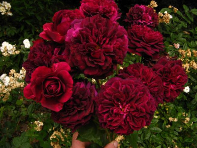 Violette_Bouyer_I.JPG