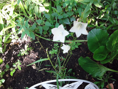 Campanula
