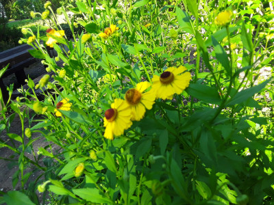 Echinacea