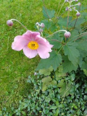 Herbstanemone