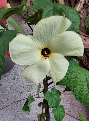 Abelmoschus Manihot
