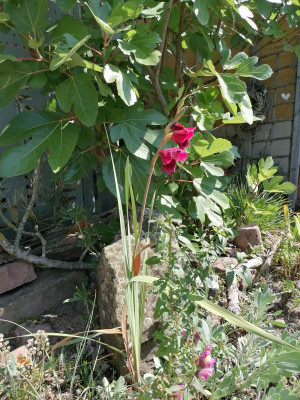 IMG_20250812_123019.jpg