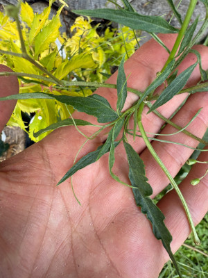 Sambucus Nigra &quot;Linearis&quot;