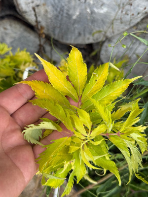Sambucus Racemosa &quot;Plumosum Aureum&quot;