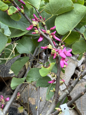 Cercis Siliquastrum &quot;Bodnant&quot;