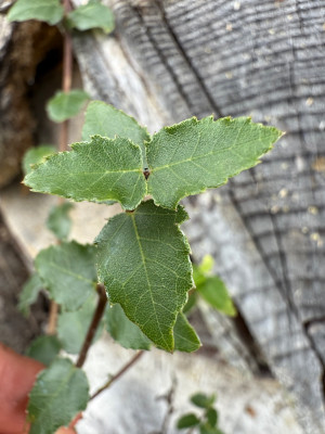 Acer Sempervirens junges Blatt
