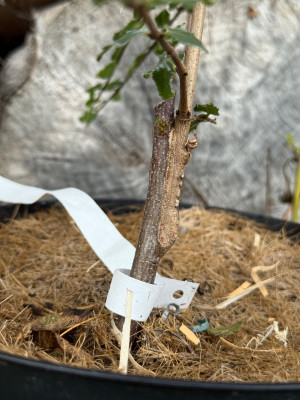 Acer Sempervirens Veredlungstelle