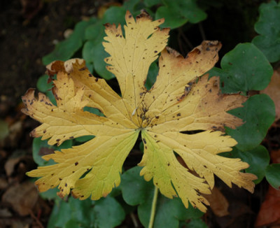 Storchenschnabel_0010__1431.jpg