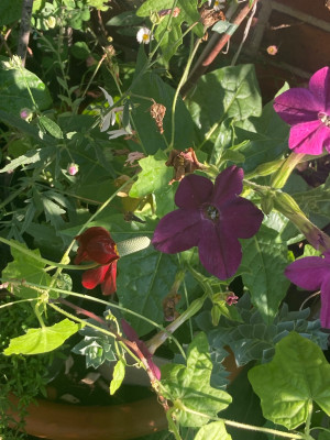 IMG_0761.jpeg