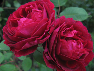 Duchesse_de_Bragance.JPG