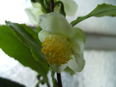 C._Sinensis.JPG