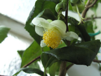 C._Sinensis_2.JPG