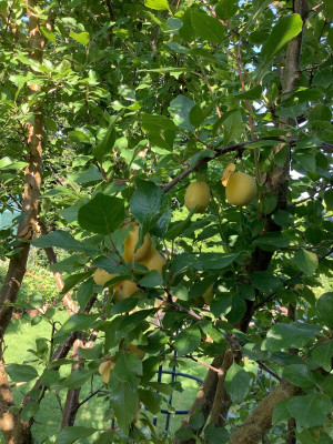IMG_0625.jpeg