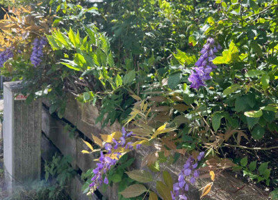 IMG_7172.jpeg