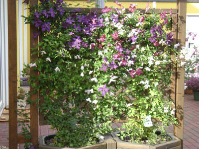 Clematis_K2.JPG