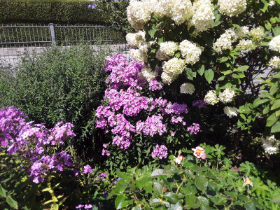 Phlox im Vorgarten