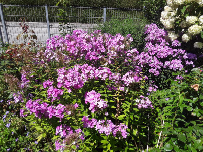 Phlox und Hortensien