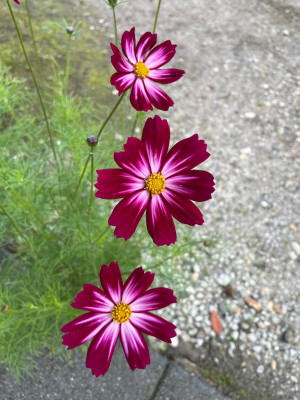 Cosmos 2 2025.jpg