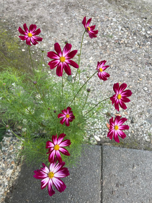 Cosmos 1 2025.jpg