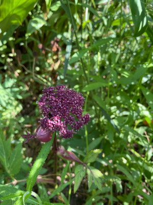 Angelica gigas August 2025.jpg