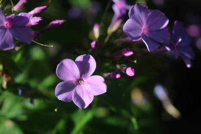 Phlox Blaue Urgewalt 20.JPG