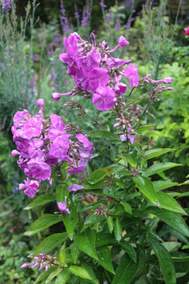Phlox pinkviolett 3.JPG