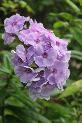 Phlox Graefin von Schwerin 9.JPG