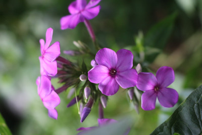 Phlox Sunshine 3.JPG