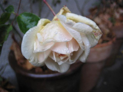 IMG_4316_Small.JPG